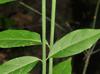Euonymus americanus