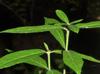 Euonymus americanus