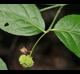 Euonymus americanus