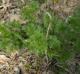 Eupatorium capillifolium