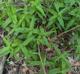 Eupatorium perfoliatum