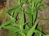Eupatorium perfoliatum