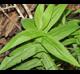 Eupatorium perfoliatum