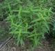 Eupatorium perfoliatum