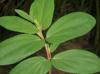 Euphorbia nutans
