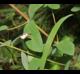Euphorbia nutans