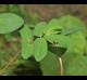 Euphorbia nutans