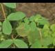 Euphorbia nutans