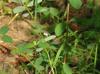 Euphorbia nutans