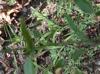 Euphorbia prostrata