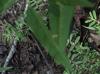 Euphorbia prostrata