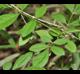 Fraxinus pennsylvanica