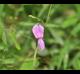 Galactia volubilis