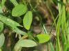 Galactia volubilis