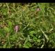 Galactia volubilis