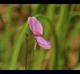 Galactia volubilis