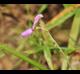 Galactia volubilis
