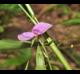 Galactia volubilis
