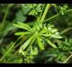 Galiuim aparine