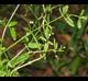 Galium tinctorium
