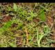 Galium tinctorium