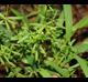 Galium tinctorium