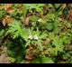 Geranium carolinianum