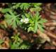 Geranium carolinianum