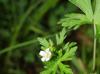 Geranium carolinianum