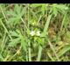 Geranium carolinianum