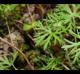 Geranium dissectum