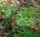 Geranium dissectum