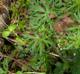 Geranium dissectum