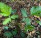 Geum canadense