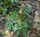 Geum canadense
