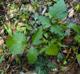 Geum canadense