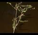 Gleditsia aquatica