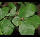 Hamamelis virginiana