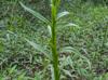 Helenium flexuosum