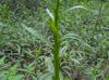 Helenium flexuosum