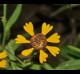 Helenium flexuosum