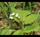 Heliotropium indicum