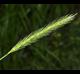 Hordeum pusillum