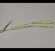 Hordeum pusillum
