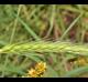 Hordeum pusillum