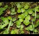 Hydrocotyle verticillata