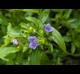 Hydrolea uniflora