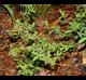 Hypericum hypericoides