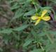 Hypericum hypericoides