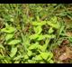 Hypericum mutilum